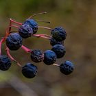 Beeren im Herbst