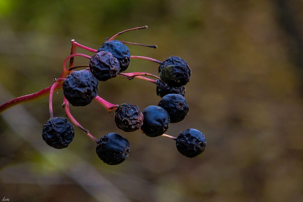 Beeren im Herbst