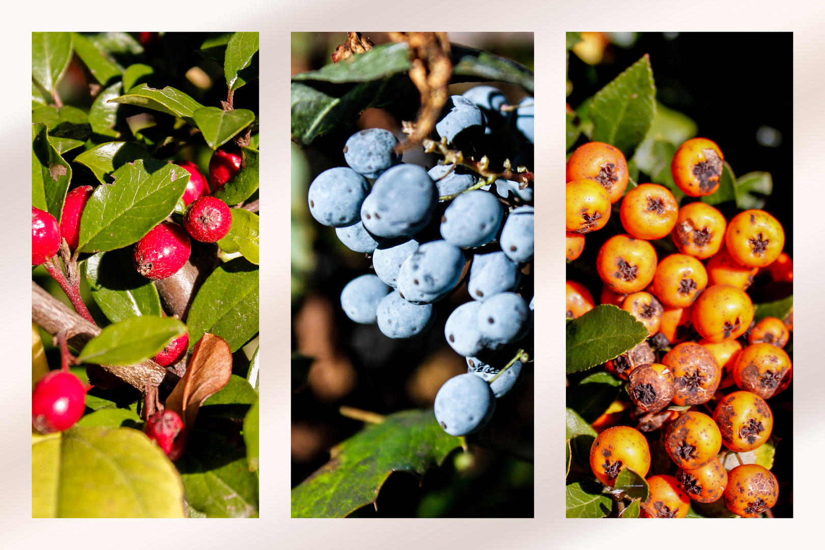 Beeren im Herbst