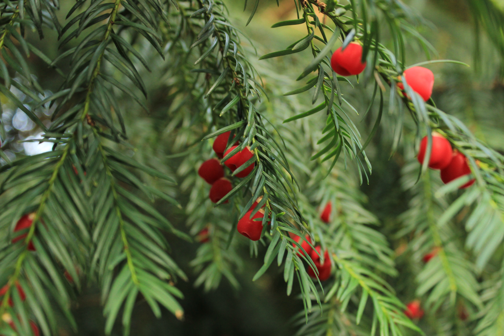 Beeren im Herbst