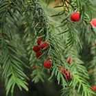 Beeren im Herbst