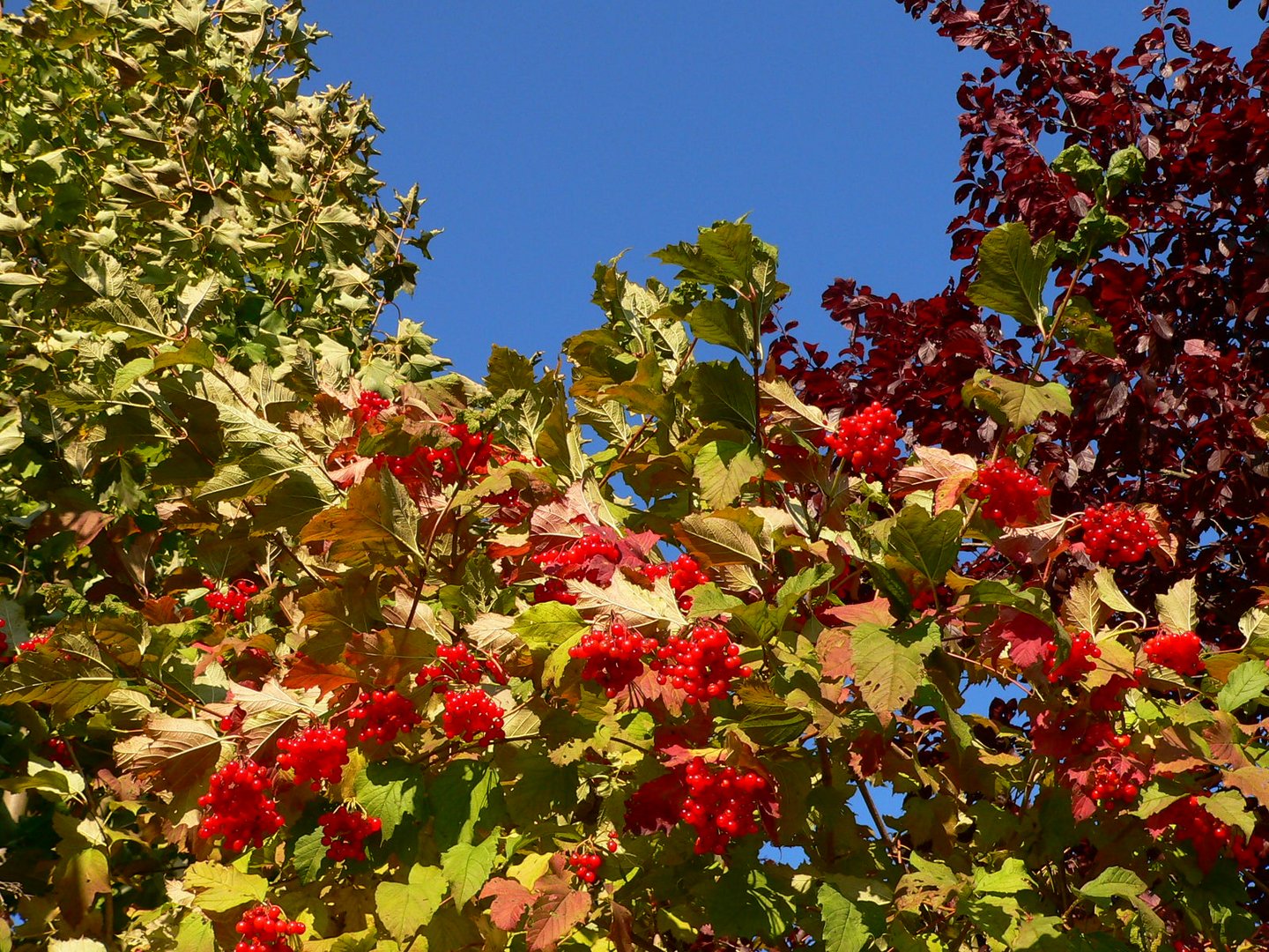 Beeren im Herbst