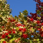 Beeren im Herbst