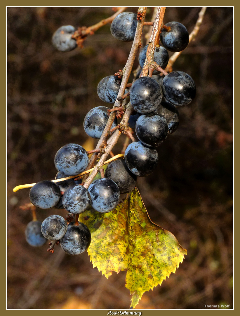 Beeren im Herbst