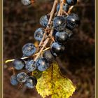 Beeren im Herbst