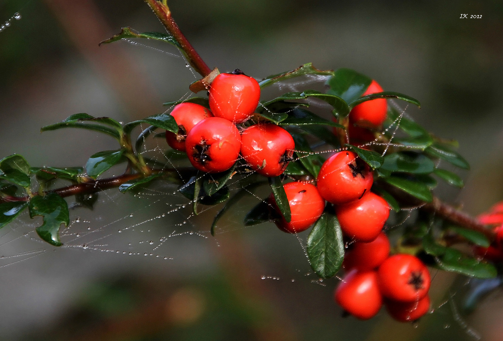 Beeren im Herbst