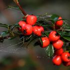 Beeren im Herbst