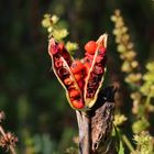 Beeren im Herbst