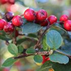 Beeren im Herbst