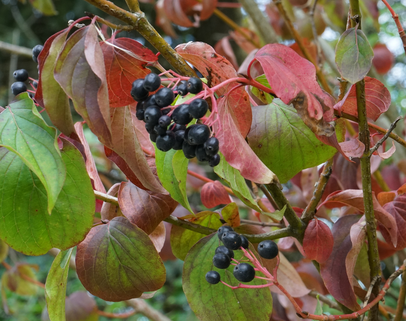 Beeren im Herbstlaub