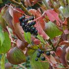 Beeren im Herbstlaub