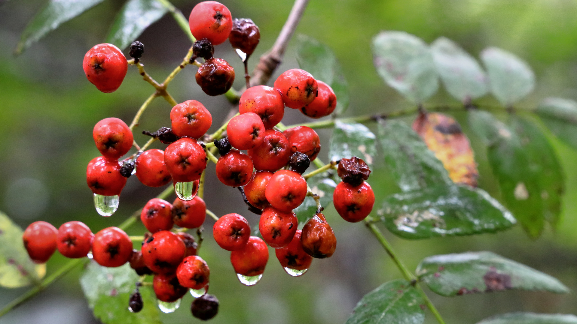 Beeren im herbstlichen Regen