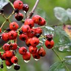 Beeren im herbstlichen Regen