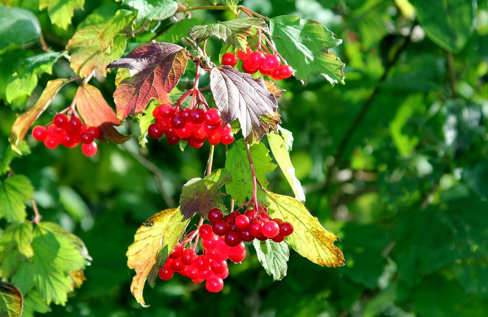 Beeren im Herbstlicht