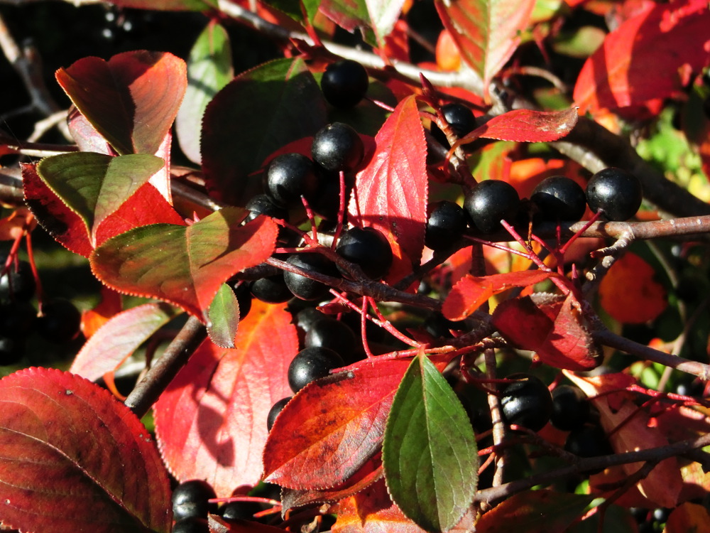 Beeren im Herbstlicht