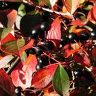 Beeren im Herbstlicht