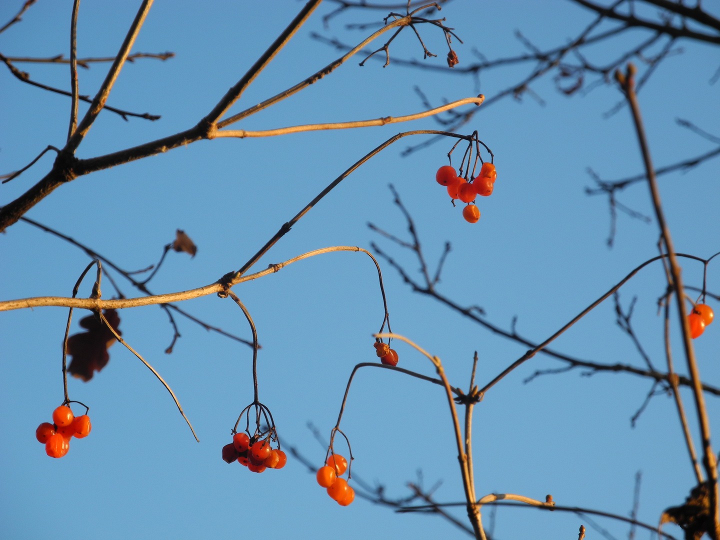 Beeren im Licht