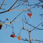 Beeren im Licht