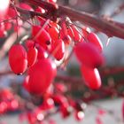 Beeren im Licht