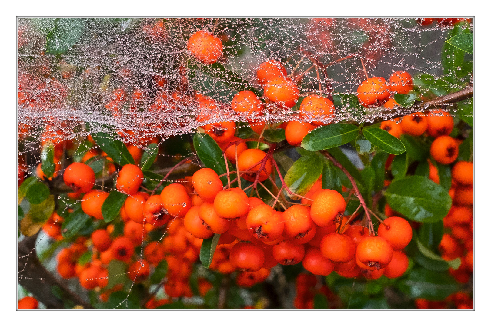 Beeren im Netz