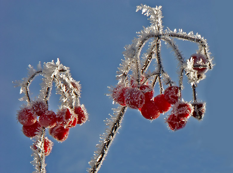 Beeren im Raureif