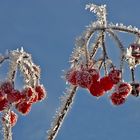 Beeren im Raureif