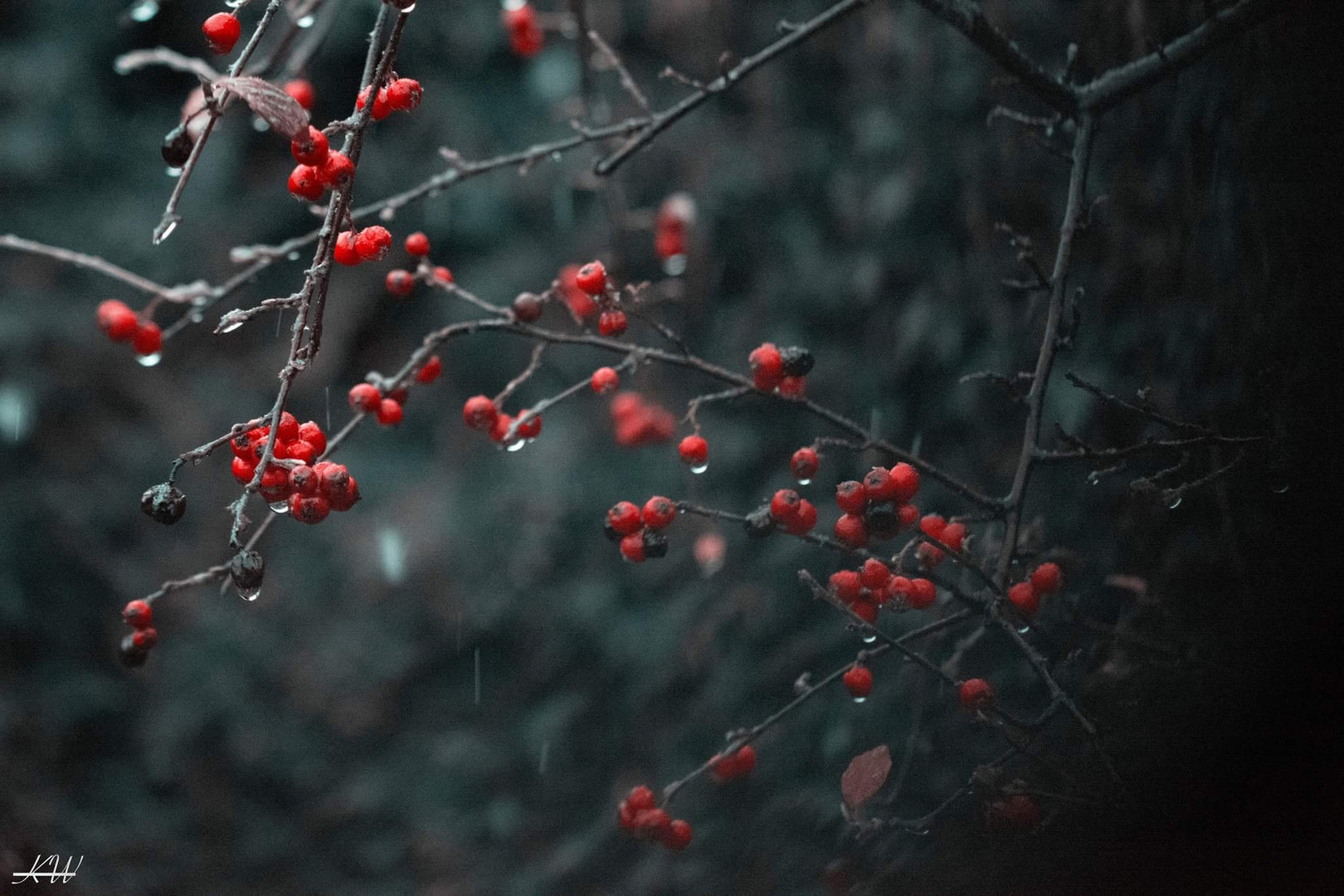 Beeren im Regen 