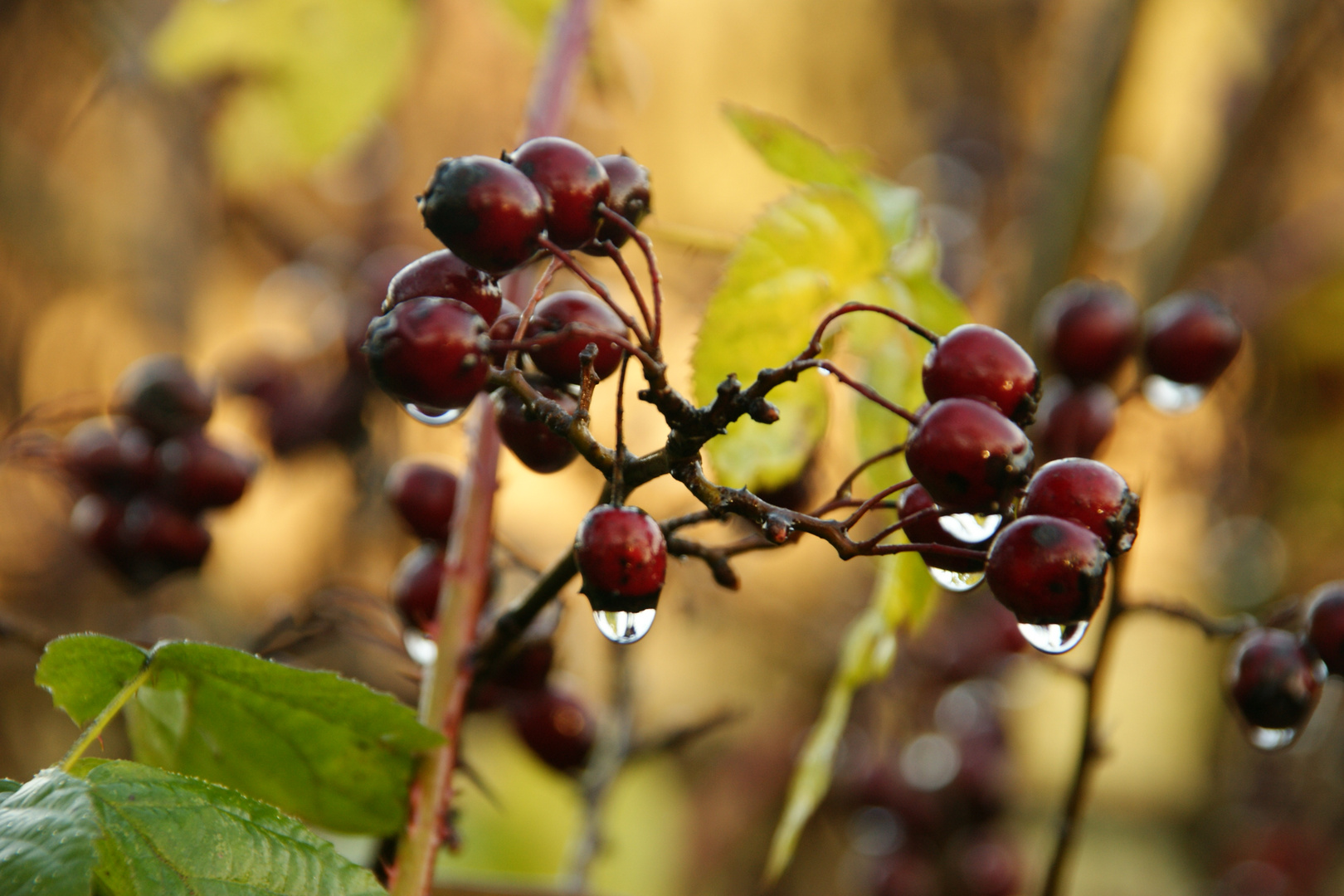 Beeren im Regen