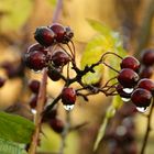 Beeren im Regen