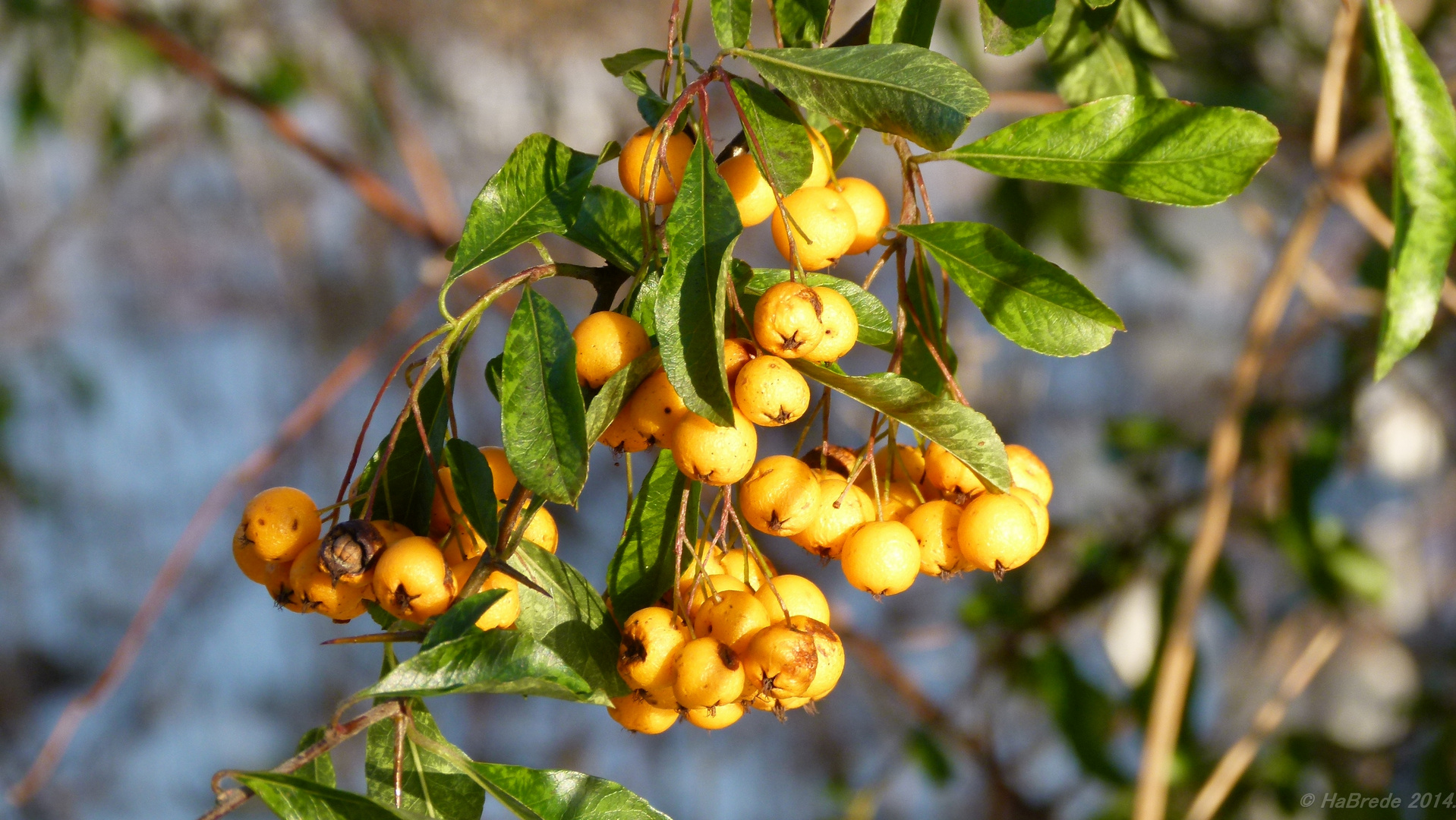 Beeren im Schnee