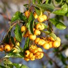 Beeren im Schnee