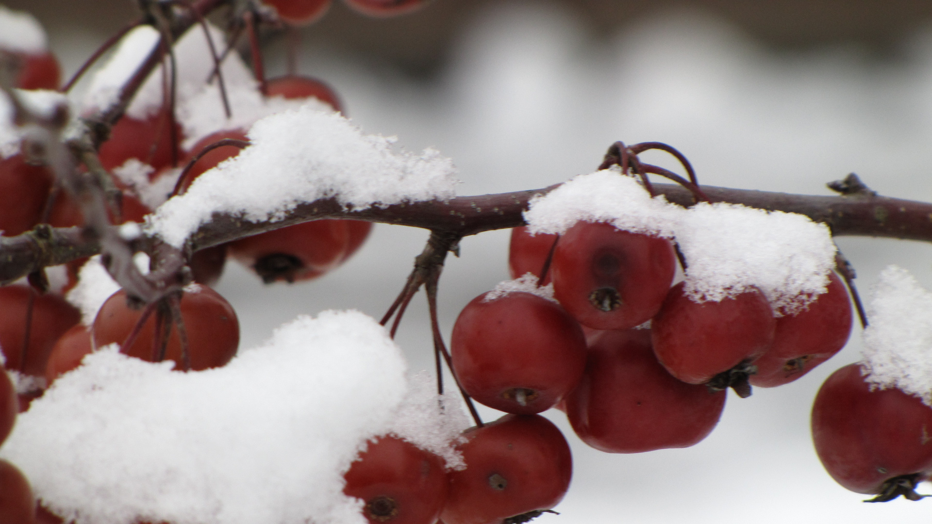 Beeren im Schnee