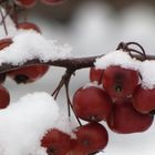 Beeren im Schnee