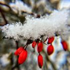 Beeren im Schnee