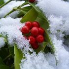 Beeren im Schnee