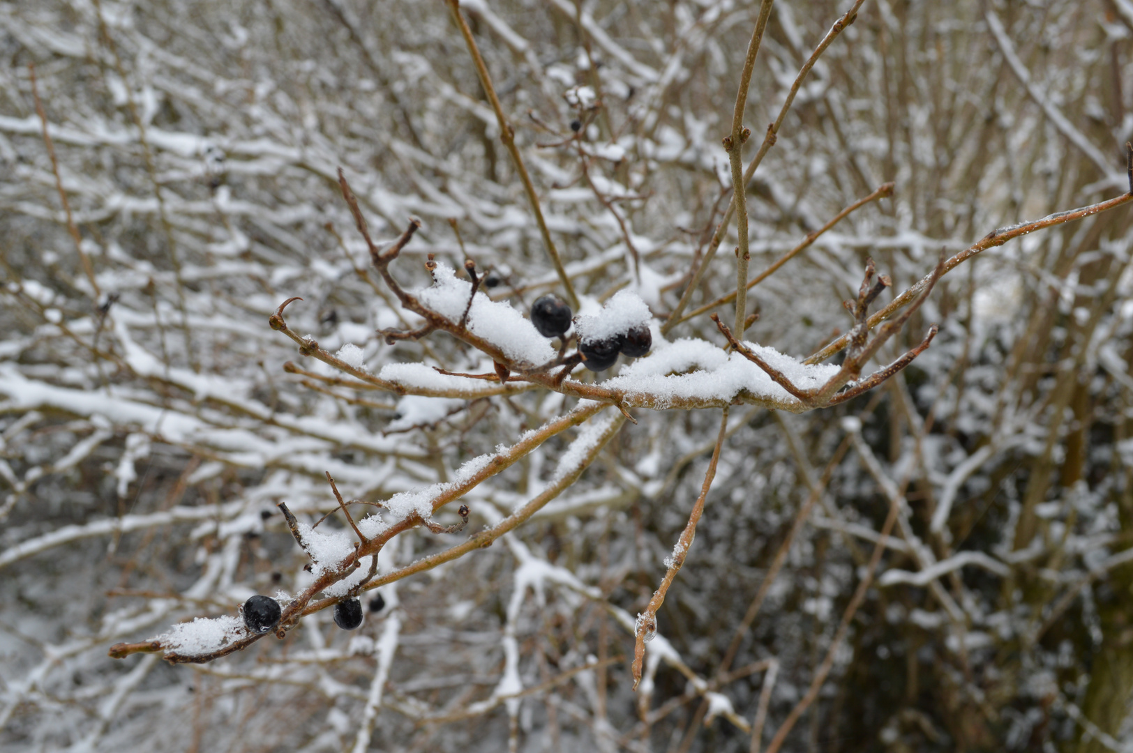 Beeren im Schnee