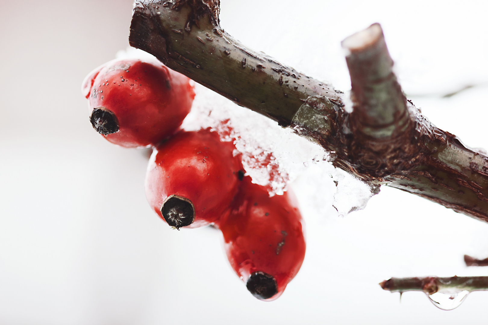 Beeren im Schnee