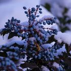 Beeren im Schnee