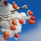 Beeren im Schnee