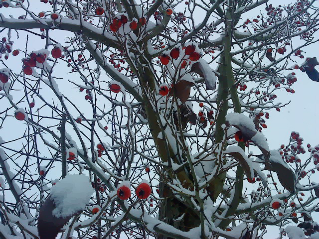 beeren im schnee