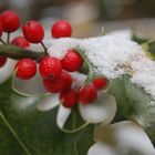 Beeren im Schnee