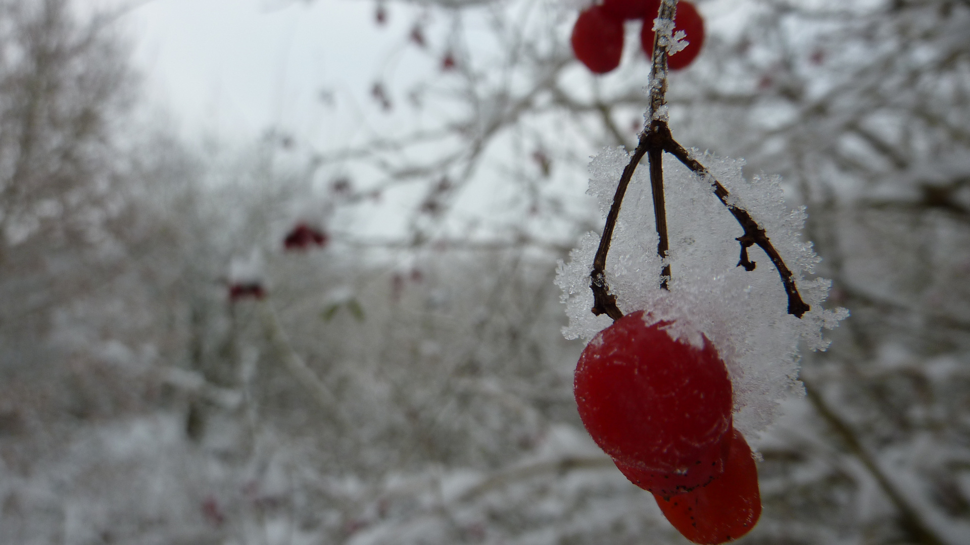 Beeren im Schnee...