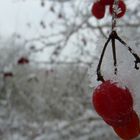 Beeren im Schnee...