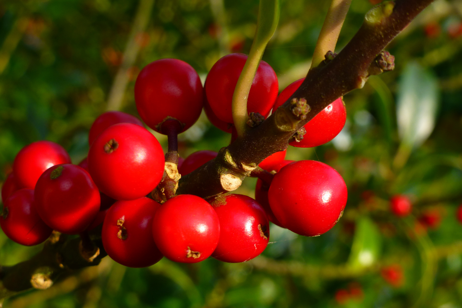 Beeren im Sonnenlicht