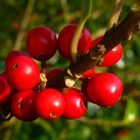 Beeren im Sonnenlicht