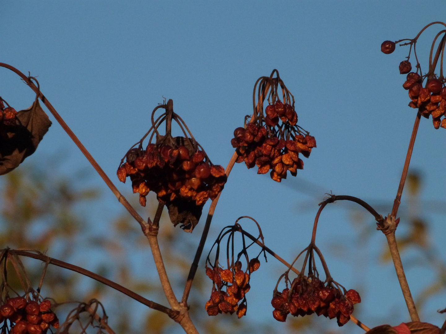 Beeren im Spätherbst