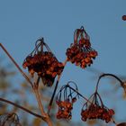 Beeren im Spätherbst