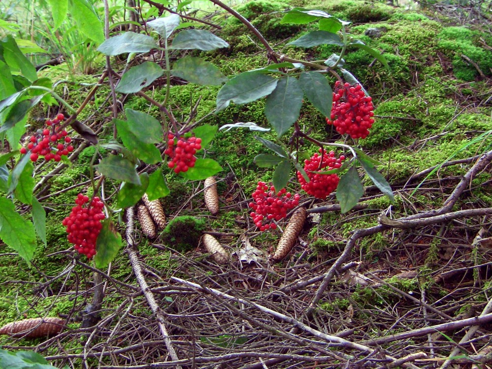 Beeren im Wald