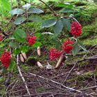 Beeren im Wald