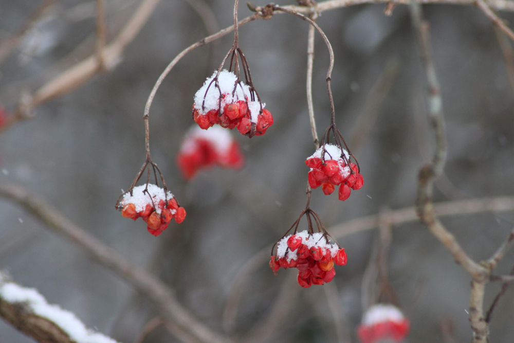 Beeren im Winter